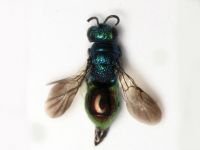 Pseudomalus auratus
