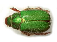 Brachysternus prasinus