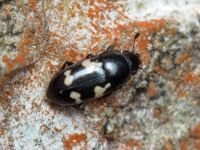 Glischrochilus (Librodor) quadriguttatus