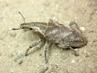 Cleonis pigra