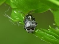 Bruchus atomarius