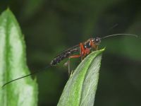 Lissonota setosa