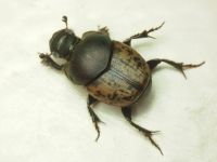Onthophagus vacca