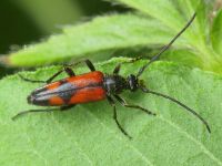 Stenurella bifasciata