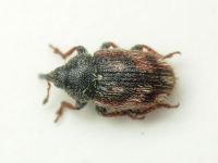 Mecinus labilis