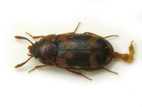 Mycetophagus piceus