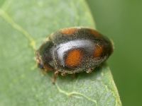 Scymnus frontalis