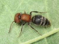 Myrmilla caucasica