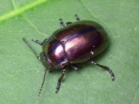 Chrysolina cerealis