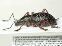 Otiorhynchus coecus coecus