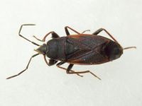 Eremocoris plebejus