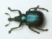 Rhynchitinae