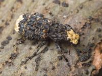 Platyrhinus resinosus