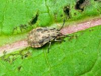 Nysius