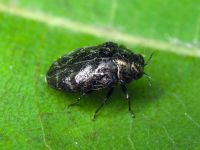 Trachys minutus minutus