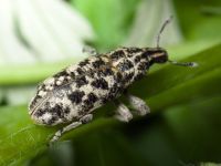 Cyphocleonus dealbatus