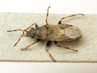Heterogaster artemisiae