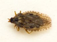Dictyla convergens