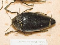 Buprestidae