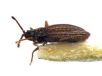 Campylosteira verna