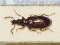 Salpingus aeneus