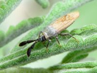 Copium teucrii