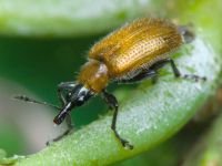 Lasiorhynchites (Stenorhynchites) coeruleocephalus