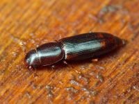 Rhizophagus bipustulatus