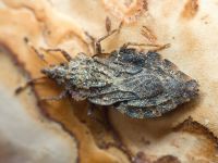 Aradus betulae