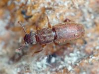 Monotoma quadrifoveolata