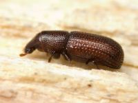 Stereocorynes truncorum