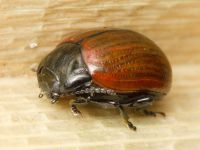 Chrysolina reitteri