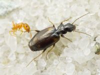 Syntomus obscuroguttatus