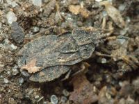 Aradus distinctus