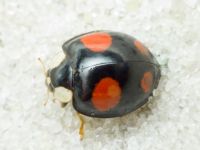 Harmonia axyridis