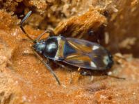 Raglius alboacuminatus