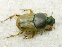 Euoniticellus fulvus