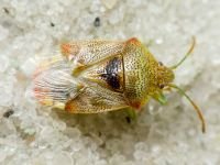 Elasmucha grisea