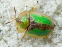Cassida (Cassida) vibex