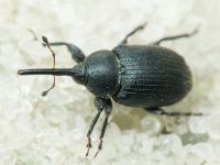 Rhinusa asellus