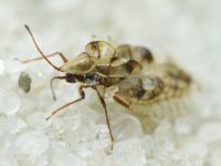 Galeatus sinuatus