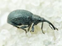 Ischnopterapion loti