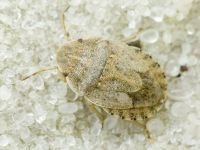 Sciocoris deltocephalus