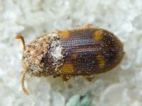 Mycetophagus quadriguttatus