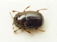 Plegaderus saucius meridionalis