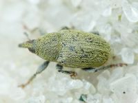 Sibinia (Sibinia) subelliptica