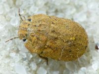 Odontoscelis (Obscuromorpha) hispidula
