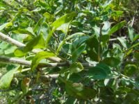Astragalus albicaulis