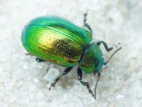 Plagiosterna aenea