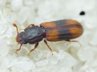 Bitoma crenata